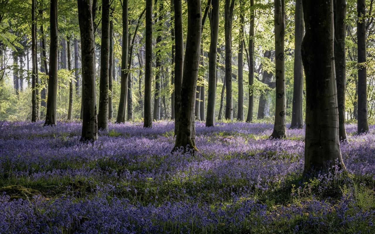 photograph of bluebells by Tom Ormerod