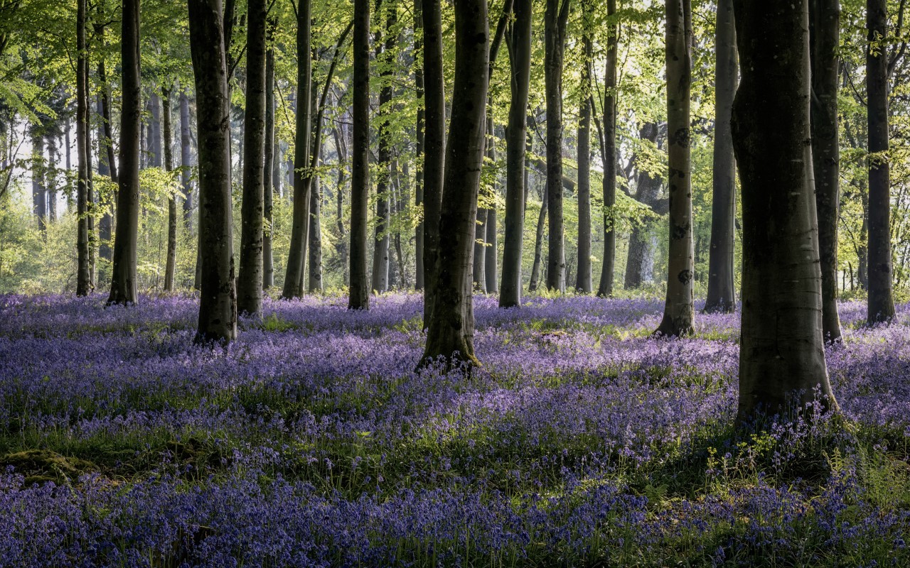 Tom-Ormerod_Bluebells.jpg