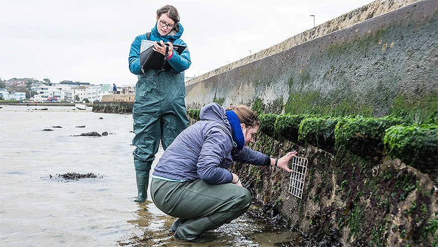 Researchers examining artificial rockpools installed on the wall of Poole Harbour. BU is part of the Marineff project, which aims to find ways of protecting and enhancing coastal ecosystems