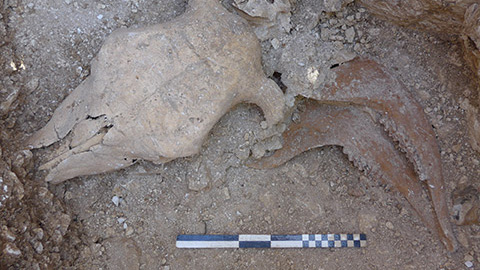 A cow skull, jaw bones and vertebrae were also discovered