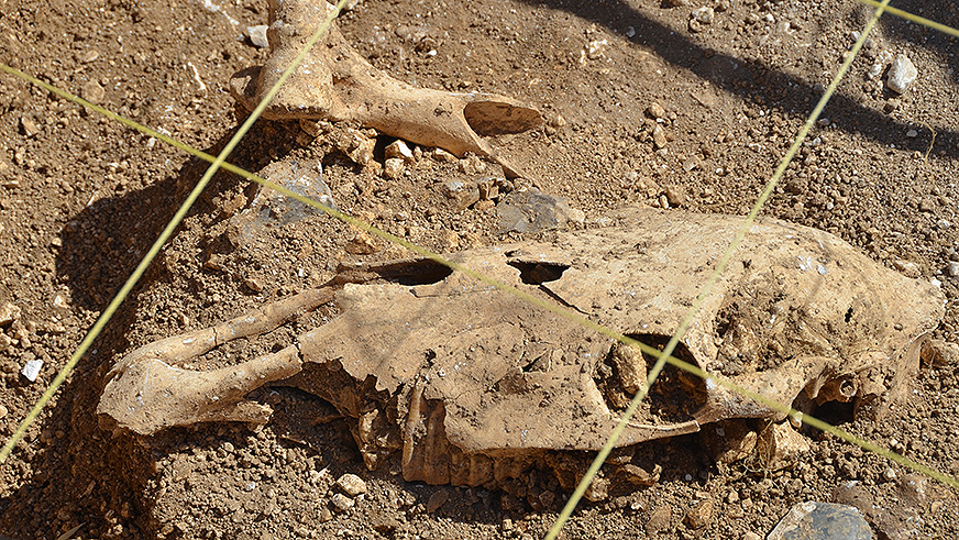 A close up of an animal's skull, which was uncovered at the site