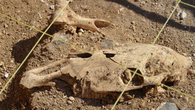 Animal bones uncovered at the site