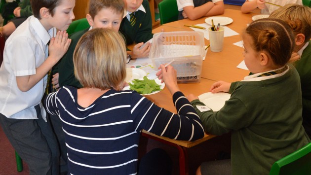 The children tasting a variety of veg