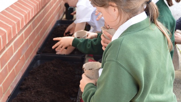 The pupils planting their broad bean seeds