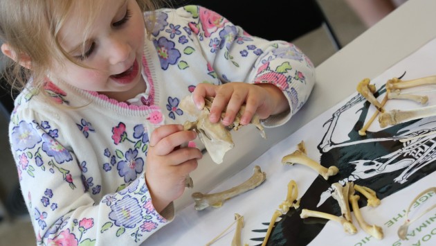 Finding out about bones