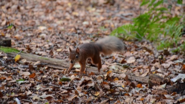red squirrel on Brownsea island 