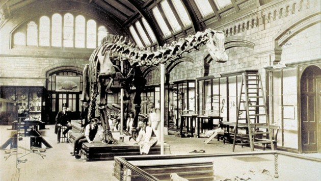 Dippy dinosaur 3