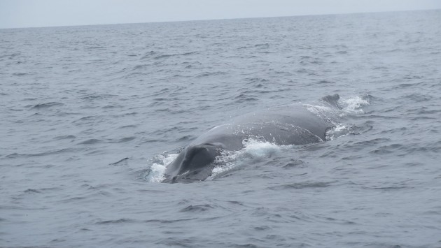 Hump back whale surfacing