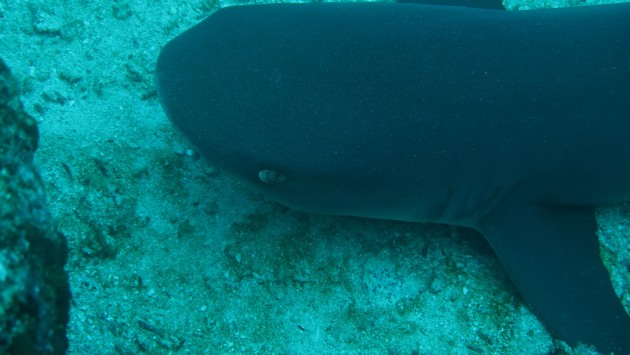 Shark resting on seabed