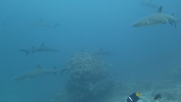 Reef sharks swimming