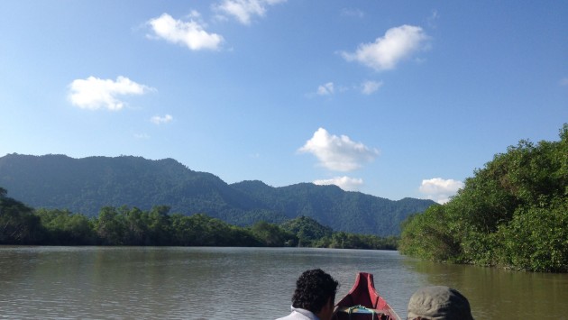 Travelling through the mangroves