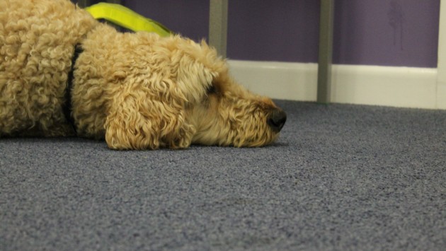 Oscar the dog lends his paw to 'Supporting people with sightloss'