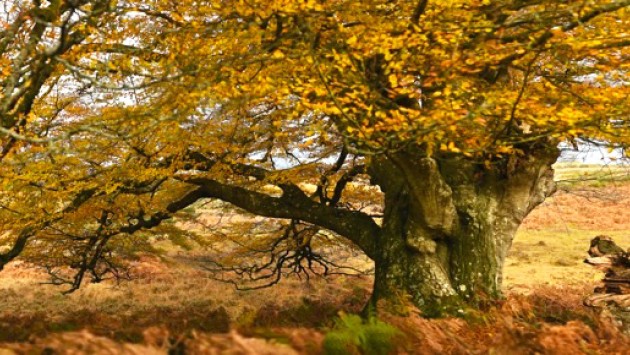 Ancient and Remarkable of the Trees of the New Forest - art exhibition