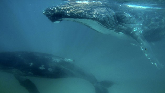 Esmeralda humpback whales