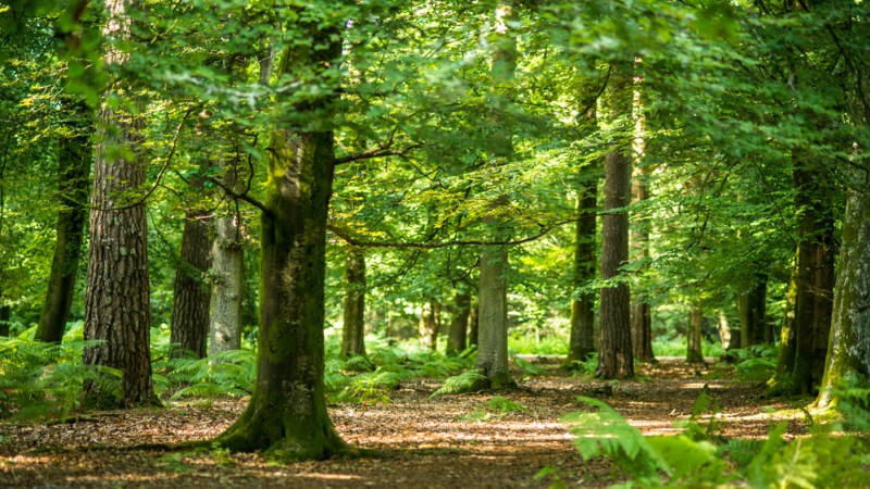phd thesis green economy phd thesis green economy