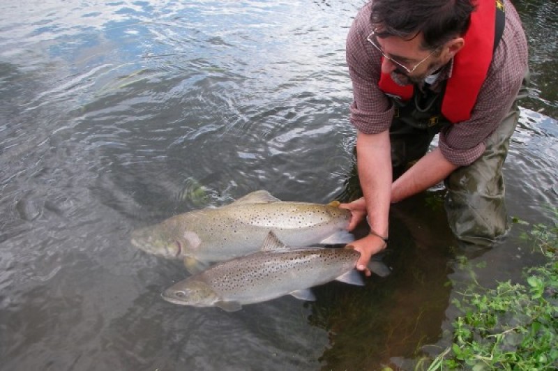 Man releasing salmon and sea trout in the English Channel