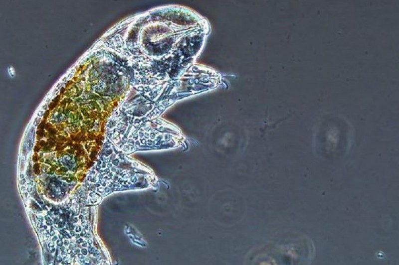 Image of a tardigrade on @microbialecology