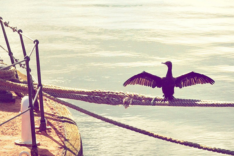 Bird on the rope on the boat dock wellington new zealand