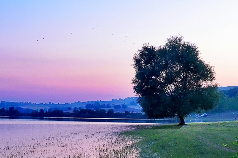 Image of a tree by a lake