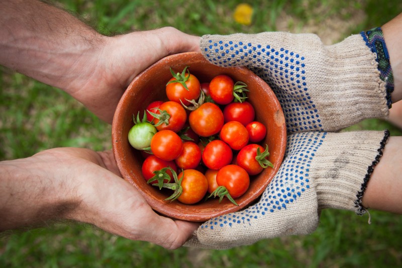 A bowl of tomatoes held by two people