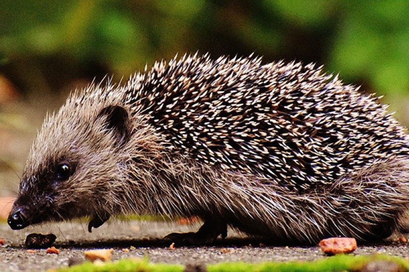 Hedgehog awareness week