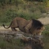 Computer animated video still of a lion drinking water from a pond