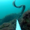 Baited remote underwater video (BRUV) survey in Poole Bay, UK. Conger Eel (Conger conger), Ballan wrasse (Labrus bergylta) and Pouting (Trisopterus luscus)