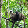 BU research has helped to preserve Madagascar’s plants and wildlife