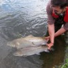 Man releasing salmon and sea trout in the English Channel