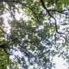 The sun shining through the tops of trees in the New Forest