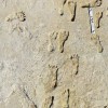 Earliest footprints White Sands 1