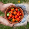 A bowl of tomatoes held by two people