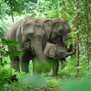 Sumatran elephants