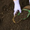 Gloved hands lifting a sandal out of the soil 