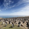 Falklands penguins blog