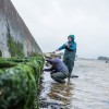 Researchers in Poole Harbour examining artificial rockpools