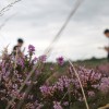 Purbeck heath lavender