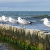 Seagulls on groyne
