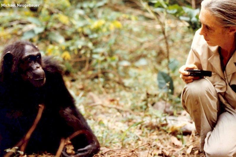 Jane Goodall DBE - IMSET event only Jane Goodall DBE - IMSET event only