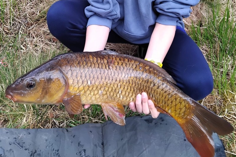 An angler holding a carp at a recreational fishery