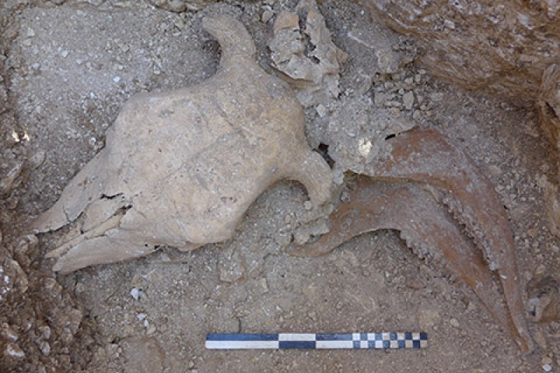 A cow skull, vertebrae and jaw bones