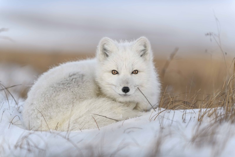 Arctic fox lying in the snow