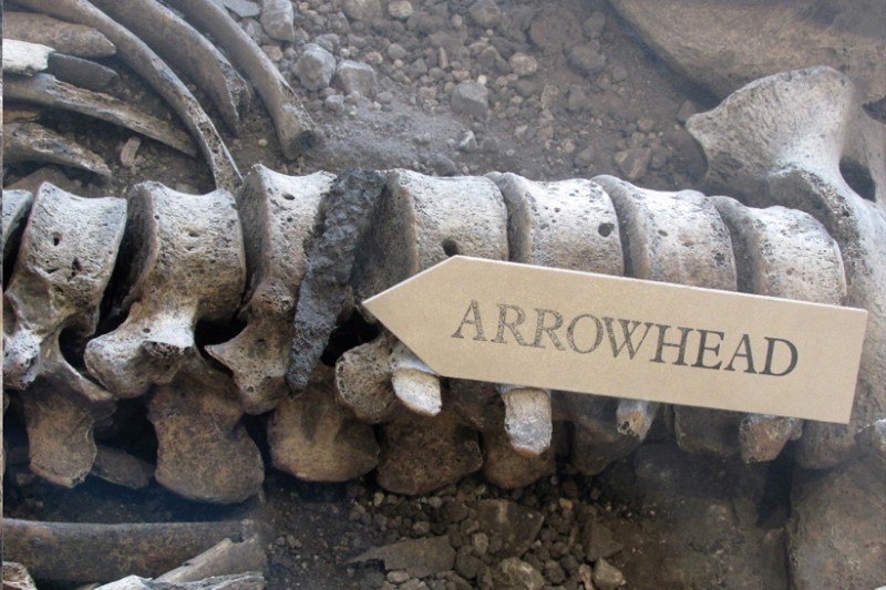 Image of back bone with arrowhead lodged in between the discs Image of back bone with arrowhead lodged in between the discs