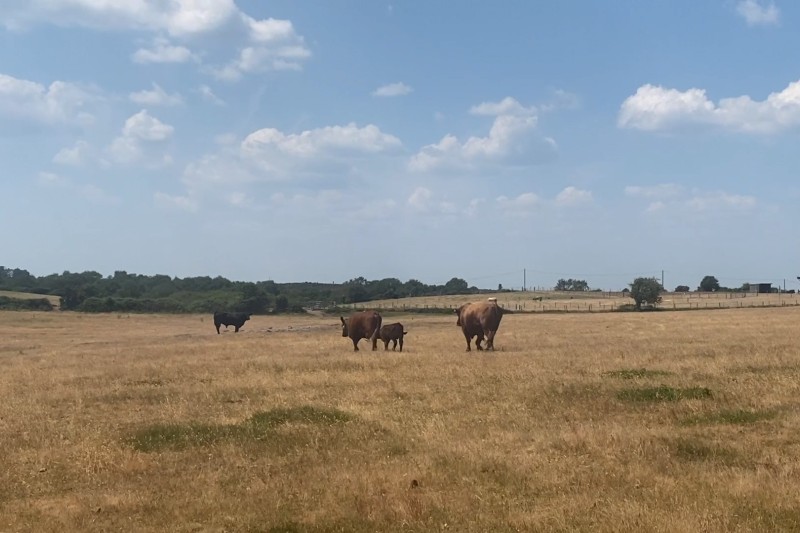 A number of gazing roaming across open heathland