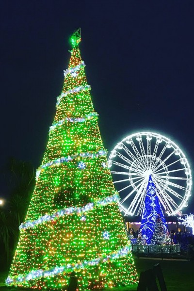 Christmas Tree Wonderland