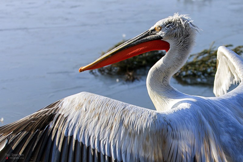 Dalmatian Pelican