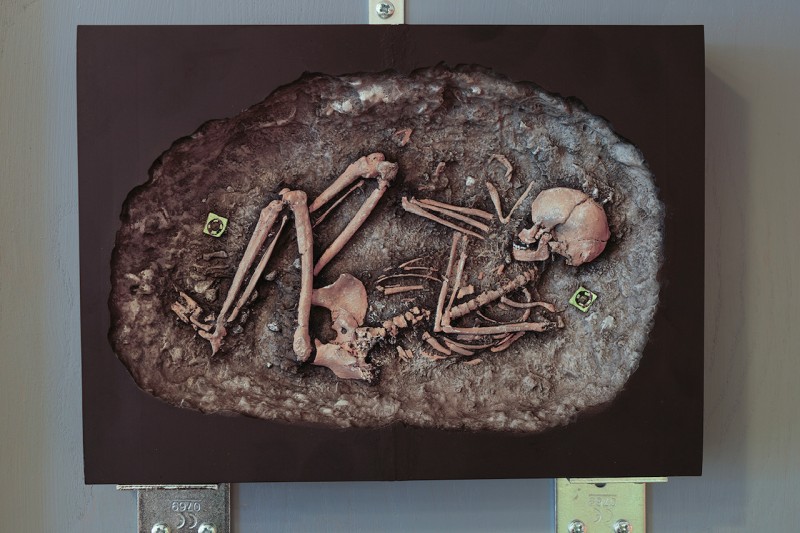 A 3D printed model showing an ancient skeleton lying on it's side in a crouched, foetal position