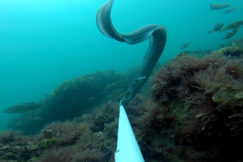 Baited remote underwater video (BRUV) survey in Poole Bay, UK. Conger Eel (Conger conger), Ballan wrasse (Labrus bergylta) and Pouting (Trisopterus luscus)