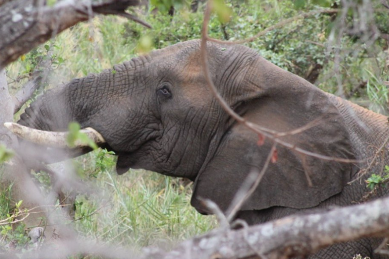 Elephant A photo showing an elephants head in the middle of some trees