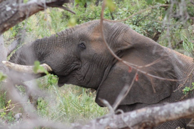 A photo showing an elephants head in the middle of some trees